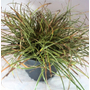 Kép 1/3 - Carex conica 'Hime Kansuge' / Japán törpesás