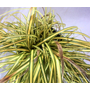 Kép 3/3 - Carex oshimensis 'Evergold' / Oshimai sás