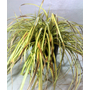 Kép 1/3 - Carex oshimensis 'Evergold' / Oshimai sás