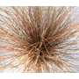 Kép 2/2 - Carex petriei ‘Milk Chocolate’ / Csavartlevelű sás
