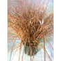 Kép 1/2 - Carex petriei ‘Milk Chocolate’ / Csavartlevelű sás