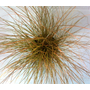 Kép 2/2 - Carex testacea / Narancsos sás