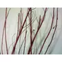 Kép 4/4 - Cornus alba 'Elegantissima' / Tarka levelű fehér som