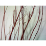 Kép 4/4 - Cornus alba 'Elegantissima' / Tarka levelű fehér som
