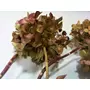 Kép 3/3 - Hydrangea macrophylla / Hortenzia