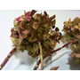 Kép 3/3 - Hydrangea macrophylla / Kerti hortenzia
