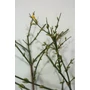 Kép 4/4 - Jasminum nudiflorum / Téli jázmin