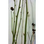 Kép 4/4 - Kerria japonica 'Pleniflora' / Teltvirágú boglárkacserje