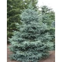 Kép 3/3 - Picea pungens 'Blue Star' / Ezüstfenyő