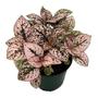 Kép 1/2 - Hypoestes phyllostachya / Pettyeslevél