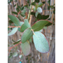 Kép 2/2 - Eucalyptus gunnii 'Silverana' / Havasi eukaliptusz