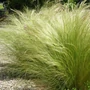 Kép 1/2 - Stipa tenuissima / Árvalányhaj