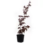 Kép 1/3 - Acer palmatum 'Atropurpureum' / Vörös levelű japán juhar