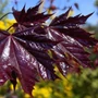 Kép 2/3 - Acer platanoides 'Faassen's Black' / Vérjuhar fa