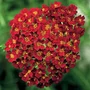 Kép 1/2 - Achillea millefolium 'Desert Eve Red' / Piros virágú közönséges cickafark