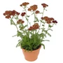 Kép 1/2 - Achillea millefolium 'Desert Eve Red' / Piros virágú közönséges cickafark