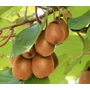Kép 2/2 - Actinidia deliciosa 'Solo' / Öntermékeny kivi