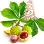Kép 1/3 - Aesculus hippocastanum / Közönséges vadgesztenye