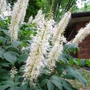 Kép 1/2 - Aesculus parviflora / Cserjés vadgesztenye