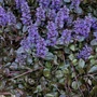 Kép 1/2 - Ajuga reptans 'Braunherz' / Indás ínfű