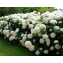 Kép 2/2 - Hydrangea arborescens 'Annabelle' - Fehér virágú cserjés hortenzia
