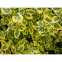 Kép 2/2 - Euonymus fortunei 'Emerald 'n Gold' / Arany kecskerágó