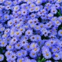 Kép 2/2 - Aster dumosus 'Lady in Blue' / Törpe őszirózsa