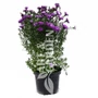 Kép 1/2 - Aster novi-belgii 'Henry Purple' / Kékes-lila virágú őszirózsa