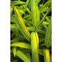 Kép 2/3 - Bambusa nana 'Aureostriata' / Tarka levelű törpe bambusz