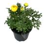 Kép 1/2 - Ranunculus / Boglárka