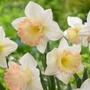 Kép 1/2 - Narcissus 'British Gamble' / Nárcisz