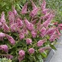 Kép 2/2 - Buddleija davidii 'Butterfly Candy Little Pink' / Rózsaszín virágú törpe nyáriorgona
