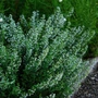 Kép 1/2 - Calamintha nepeta ssp. nepeta / Mirigyes pereszlény