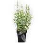 Kép 2/2 - Calamintha nepeta ssp. nepeta / Mirigyes pereszlény