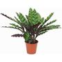 Kép 1/2 - Calathea lancifolia