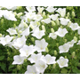 Kép 2/2 - Campanula carpathica 'Pristar White' / Fehér virágszínű kárpáti harangvirág