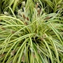 Kép 1/3 - Carex oshimensis 'Evergold' / Tarka sás