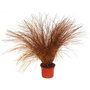 Kép 1/2 - Carex comans ‘Bronze’ / Bronz sás 