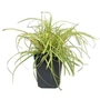 Kép 3/3 - Carex oshimensis 'Evergold' / Tarka sás