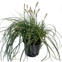 Kép 1/2 - Carex panicea 'Pamira' / Muhar sás