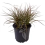 Kép 3/3 - Carex testacea / Narancsos sás