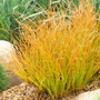 Kép 2/2 - Carex testacea 'Prairie Fire' / Narancsos sás, rézvörös sás