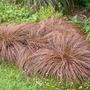 Kép 2/4 - Carex comans ‘Bronze Perfection’ / Bronz sás 