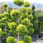 Kép 2/2 - Cupessocyparis leylandii 'Castlewellan Gold' / Aranylombú leyland-ciprus