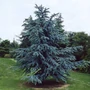 Kép 2/2 - Cedrus atlantica 'Glauca' / Kék atlasz cédrus