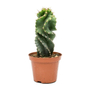 Kép 1/2 - Cereus forbesii cv. 'Spiralis' / Csavart kaktusz