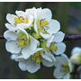 Kép 2/2 - Chaenomeles speciosa 'Nivalis' / Fehér virágszínű japán birs