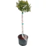 Kép 1/2 - Chamaecyparis obtusa 'Nana Gracilis' / Hinoki álciprus (1/4 törzses)