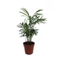 Kép 1/2 - Chamaedora elegans / Gyompálma