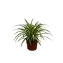 Kép 1/2 - Chlorophytum comosum 'Variegatum' / Csokrosinda